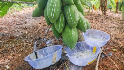 木瓜蛋白酶、風味酶在寵物誘食風味劑中的應用