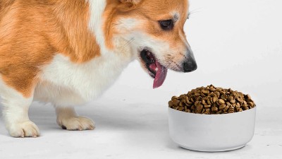 寵物飼料誘食劑是用什么做的？酶制劑很重要