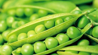 豌豆蛋白酶解生產(chǎn)嬰幼兒奶粉，分子量小易吸收