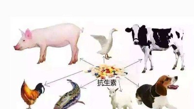 減抗、替抗、禁抗時代的飼料添加劑